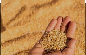 किसान गेहूँ विक्रय के लिए 9 अप्रैल तक करा लें पंजीयन : कृषि मंत्री श्री कंषाना…