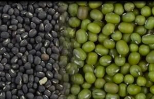 मोहन सरकार का बड़ा ऐलान! 19 जून से मूंग खरीदी का…