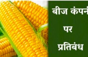 छिंदवाड़ा जिले में ऐसेने एग्री साईज प्राइवेट लिमिटेड बीज कंपनी प्रतिबंधित