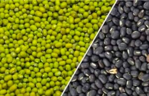 ग्रीष्मकालीन फसल मूंग एवं उडद के पंजीयन की अंतिम तिथि 05.07.2025..