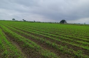 जिलें के लूट रहे किसान,महंगी दवाईयों का भी खरपतवारपर नहीं हो रहा असर,