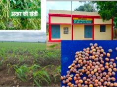 जिलें के किसानों को समय में नही मिली अरहर, उड़द की निशुल्क मिनीकिट…, जानकारी की कमी से जूझ रहे किसान..?