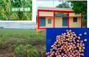 जिलें के किसानों को समय में नही मिली अरहर, उड़द की निशुल्क मिनीकिट…, जानकारी की कमी से जूझ रहे किसान..?