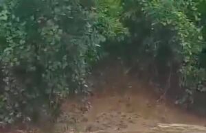 छिंदवाड़ा में, एक बहादुर किसान ने उफनती नदी में कूदकर अपने बैलों की जान बचाई…वीडियो वायरल…