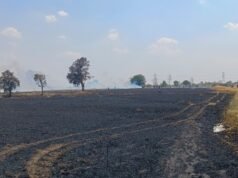 चिखली गांव में भीषण आग से किसानों की फसल खाक चांद तहसील (छिंदवाड़ा) के अंतर्गत आने वाले ग्राम चिखली की धटना…