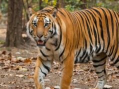 बाघ के हमले से युवक की मौत, क्षेत्र में दहशत