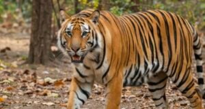 बाघ के हमले से युवक की मौत, क्षेत्र में दहशत