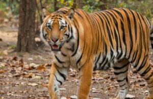 बाघ के हमले से युवक की मौत, क्षेत्र में दहशत
