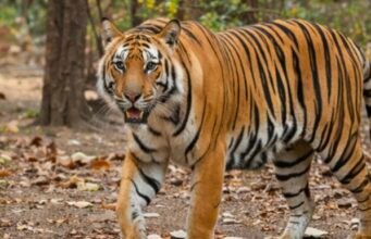 बाघ के हमले से युवक की मौत, क्षेत्र में दहशत