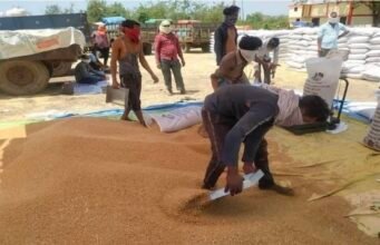 मध्यप्रदेश में गेहूं खरीदी संकट पर उठी चिंता, मुख्यमंत्री को लिखा गया पत्र