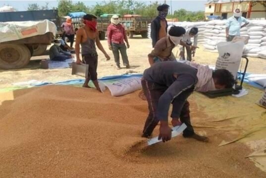 मध्यप्रदेश में गेहूं खरीदी संकट पर उठी चिंता, मुख्यमंत्री को लिखा गया पत्र