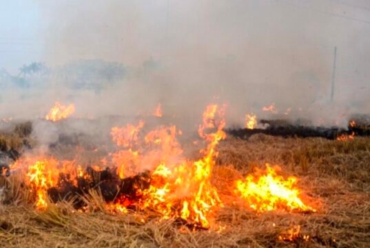 नरवाई की आग में झुलसता छिंदवाड़ा किसान परेशान, प्रशासन बेबस — समाधान अब भी दूर..!