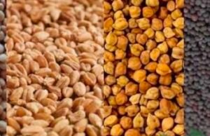 मंडियों में समर्थन मूल्य से कम खरीदी पर रोक लगे – किसान कांग्रेस