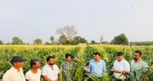75 दिन में बदली खेती की तस्वीर, स्वीट कॉर्न से छिन्दवाड़ा के किसान श्री जितेन्द्र पवार कमा रहे हैं लाखों का मुनाफा
