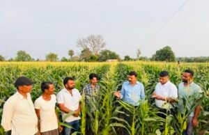 75 दिन में बदली खेती की तस्वीर, स्वीट कॉर्न से छिन्दवाड़ा के किसान श्री जितेन्द्र पवार कमा रहे हैं लाखों का मुनाफा