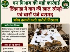 छिंदवाड़ा में बाघ की खाल, खोपड़ी और चार पंजे बरामद, दो आरोपी गिरफ्तार