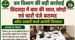 छिंदवाड़ा में बाघ की खाल, खोपड़ी और चार पंजे बरामद, दो आरोपी गिरफ्तार