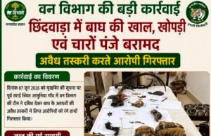 छिंदवाड़ा में बाघ की खाल, खोपड़ी और चार पंजे बरामद, दो आरोपी गिरफ्तार