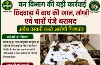 छिंदवाड़ा में बाघ की खाल, खोपड़ी और चार पंजे बरामद, दो आरोपी गिरफ्तार