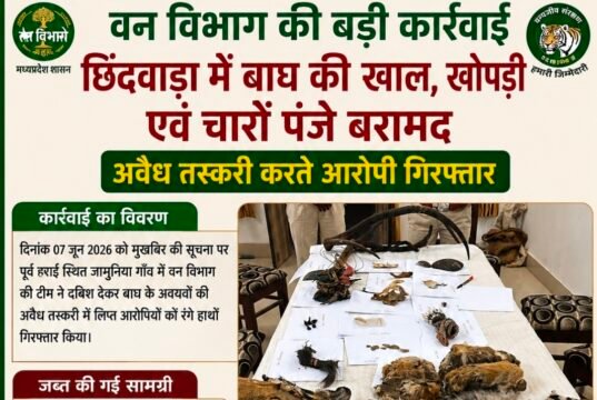 छिंदवाड़ा में बाघ की खाल, खोपड़ी और चार पंजे बरामद, दो आरोपी गिरफ्तार