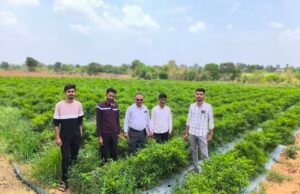 आधुनिक उद्यानिकी से बदली युवा किसान की तस्वीर युवा कृषक श्री संदीप पवार को परिश्रम…