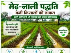 मेढ़-नाली पद्धति बनी किसानों की ताकत, भारी बारिश में भी लहलहा रही मक्का की फसल..