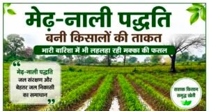 मेढ़-नाली पद्धति बनी किसानों की ताकत, भारी बारिश में भी लहलहा रही मक्का की फसल..