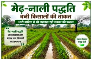 मेढ़-नाली पद्धति बनी किसानों की ताकत, भारी बारिश में भी लहलहा रही मक्का की फसल..