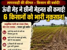 20 साल पुराना पानी का रास्ता बंद, दो एकड़ फसल तबाह! एक किसान के फैसले से 6 किसानों को नुकसान का आरोप