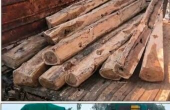 सागौन से भरी पिकअप जब्त, अंधेरे का फायदा उठाकर चालक-परिचालक फरार