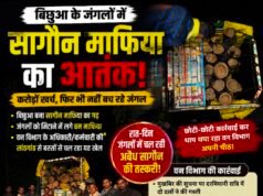 बिछुआ बना सागौन तस्करी का गढ़! जंगलों की कटाई पर वन विभाग बेबस या मिलीभगत?..