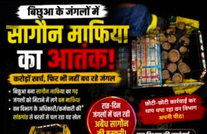 बिछुआ बना सागौन तस्करी का गढ़! जंगलों की कटाई पर वन विभाग बेबस या मिलीभगत?..