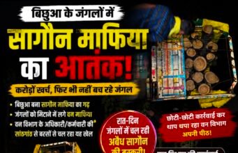 बिछुआ बना सागौन तस्करी का गढ़! जंगलों की कटाई पर वन विभाग बेबस या मिलीभगत?..