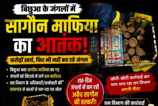 बिछुआ बना सागौन तस्करी का गढ़! जंगलों की कटाई पर वन विभाग बेबस या मिलीभगत?..