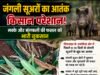 जंगली सूअरों का आतंक, खेतों में तबाही से किसान बेहाल…