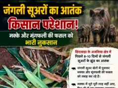 जंगली सूअरों का आतंक, खेतों में तबाही से किसान बेहाल…