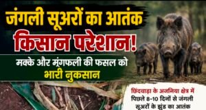 जंगली सूअरों का आतंक, खेतों में तबाही से किसान बेहाल…