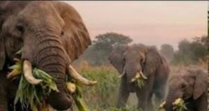 जंगली हाथी ने एक ग्रामीण को सूंड से पटककर किया घायल…