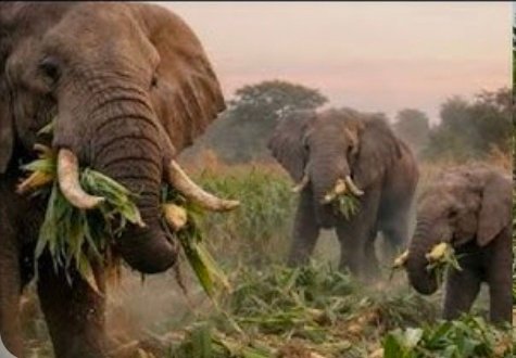 जंगली हाथी ने एक ग्रामीण को सूंड से पटककर किया घायल…