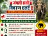 परासिया क्षेत्र में जंगली हाथी की दस्तक, वन विभाग ने जारी किया अलर्ट