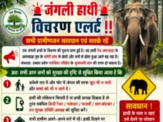 परासिया क्षेत्र में जंगली हाथी की दस्तक, वन विभाग ने जारी किया अलर्ट