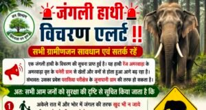 परासिया क्षेत्र में जंगली हाथी की दस्तक, वन विभाग ने जारी किया अलर्ट