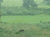 अमरवाड़ा के बाद अब तामिया में जंगली हाथी का हमला,