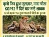 कूनो फिर हुआ गुलजार, मादा चीता KGP12 ने दिए चार नन्हे शावक