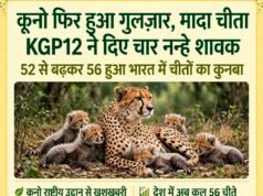 कूनो फिर हुआ गुलजार, मादा चीता KGP12 ने दिए चार नन्हे शावक