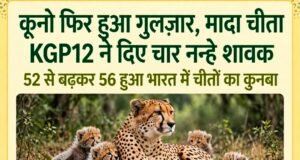 कूनो फिर हुआ गुलजार, मादा चीता KGP12 ने दिए चार नन्हे शावक