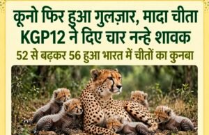 कूनो फिर हुआ गुलजार, मादा चीता KGP12 ने दिए चार नन्हे शावक