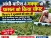 आंधी-बारिश ने मक्का की फसल को किया चौपट, किसान ने मांगा मुआवजा
