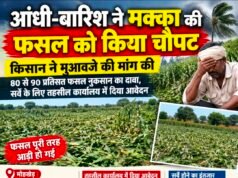 आंधी-बारिश ने मक्का की फसल को किया चौपट, किसान ने मांगा मुआवजा