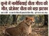 कूनो में नामीबियाई चीता गौरव की मौत, प्रोजेक्ट चीता को झटका…